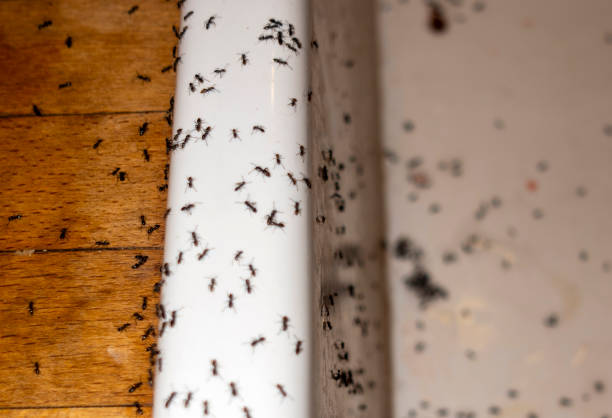 Best Emergency Pest Control  in Hidden Meadows, CA