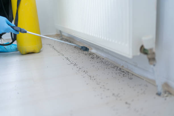 Best Mosquito Control Services  in Hidden Meadows, CA